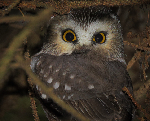 Owls of Ohio Lake Metroparks